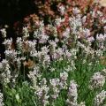 Lavandula angustifolia Rosea - Echte lavendel
