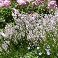 Lavandula angustifolia Rosea - Echte lavendel