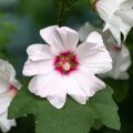 Lavatera Blushing Bride – Struikmalva