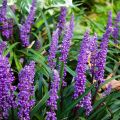 Liriope muscari - Leliegras