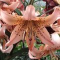 Lilium Salmon Tiger - Aziatische lelie