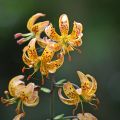 Lilium martagon Sunny Morning - Turkse lelie