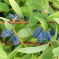 Lonicera kamtschatica Sweet Myberry - Honingbes