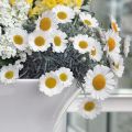 Rhodanthemum hosmariense Flirt (plugplanten) - Marokkaanse margriet