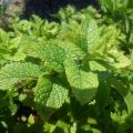 Marokkaanse munt - Mentha spicata Nannah