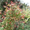Mina lobata - Spaanse vlag