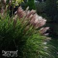 Miscanthus sinensis Red Chief - Prachtriet