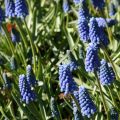 Muscari aucheri Blue Magic - Blauwe druifjes