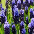 Muscari latifolium - Blauwe druifjes