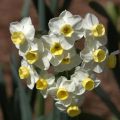 Narcissus Avalanche - Tazetta-narcis