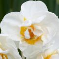 Narcissus tazetta Bridal Crown Tazetta-narcis