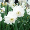 Narcissus Dreamlight - Kleinkronige narcis