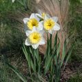 Narcissus Ice Follies - Narcis