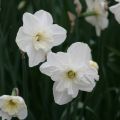 Narcissus Papillon Blanc - Spleetkronige narcis