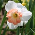 Narcissus Precocious - Grootkronige narcis