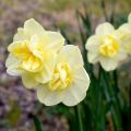 Narcissus Yellow Cheerfulness - Narcis dubbel