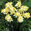 Narcissus Sailboat - Jonquilla-narcis