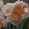 Narcissus Apricot Whirl - Spleetkronige narcis