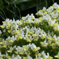 Nemesia Fairy Kisses Citrine - Elfenspiegel