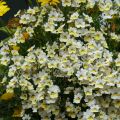 Nemesia Sunsatia Plus Little Vanilla - Elfenspiegel