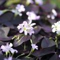 Oxalis triangularis - Klaverzuring