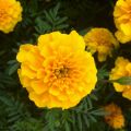 Klein afrikaantje Durango Yellow - Tagetes patula