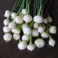 Witte ui - Allium cepa (pootgoed)