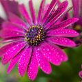 Osteospermum Dalina Bright Purple - Spaanse margriet