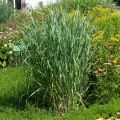 Panicum virgatum Dallas Blues - Vingergras