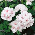 Pelargonium peltatum Blanche Roche- Hanggeranium wit