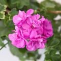 Pelargonium peltatum Amelit - Hanggeranium dubbel
