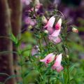 Penstemon Apple Blossom - Slangenkop