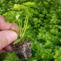 Donkergroene  krulpeterselie (jonge planten)