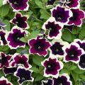 Petunia Cascadias Rim Magenta - Hangpetunia