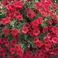 Petunia Surfinia Deep Red - Hangpetunia