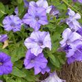 Petunia Surfinia Heavenly Blue - Hangpetunia