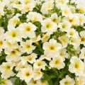 Petunia Surfinia Trailing Light Yellow - Hangpetunia