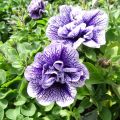 Petunia Tumbelina Priscilla - Hangpetunia dubbel lavendel geaderd