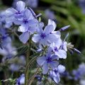 Phlox divaricata Chattahoochee - Voorjaarsvlambloem