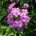 Phlox paniculata Hesperis - Vlambloem