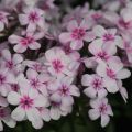 Phlox paniculata White Eye Flame - Vlambloem