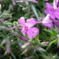 Phlox subulata Moerheimii - Kruipende vlambloem