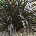 Phormium cookianum Black Adder - Nieuw-Zeelands vlas
