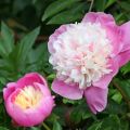 Paeonia lactiflora Bowl of Beauty - Pioenroos
