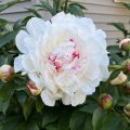 Paeonia lactiflora Festiva Maxima - Pioenroos