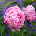Paeonia lactiflora Sarah Bernhardt - Pioenroos