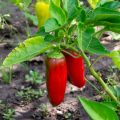 Paprika Lamuyo F1 (jonge planten)