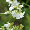 Polemonium caeruleum Album - Jakobsladder