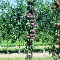 Zuilvormige appelboom Chinon - Georges Delbard