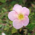 Potentilla fruticosa Princess Pink Queen - Struikganzerik